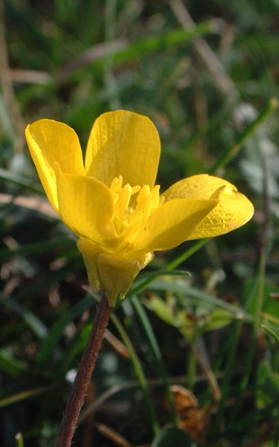 Famiglia RANUNCULACEAE